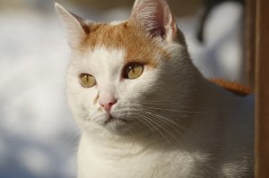Fridolin